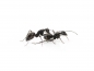 Camponotus vagus